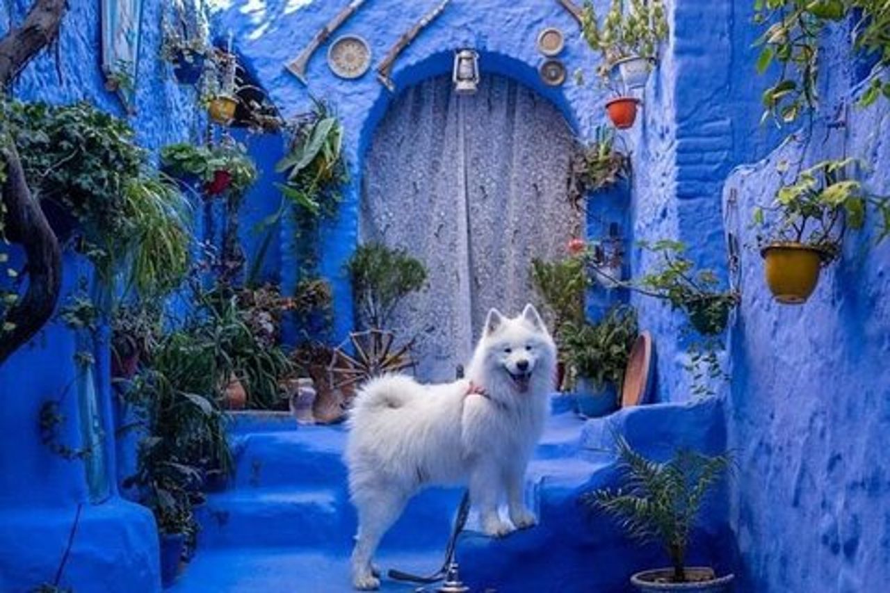 Gita di un giorno da FES A Chefchaouen: tour privato di lusso