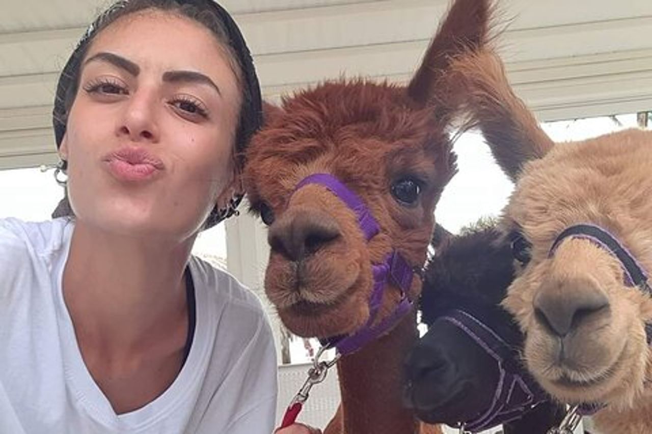 Esperienze sulla spiaggia al tramonto degli alpaca calabresi Pizzo VV AlpacSelfies