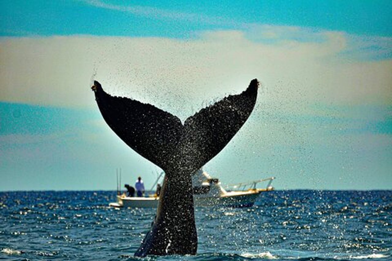 Los Cabos megattera: Tour di 10 ore 3 ore di Whale Watching