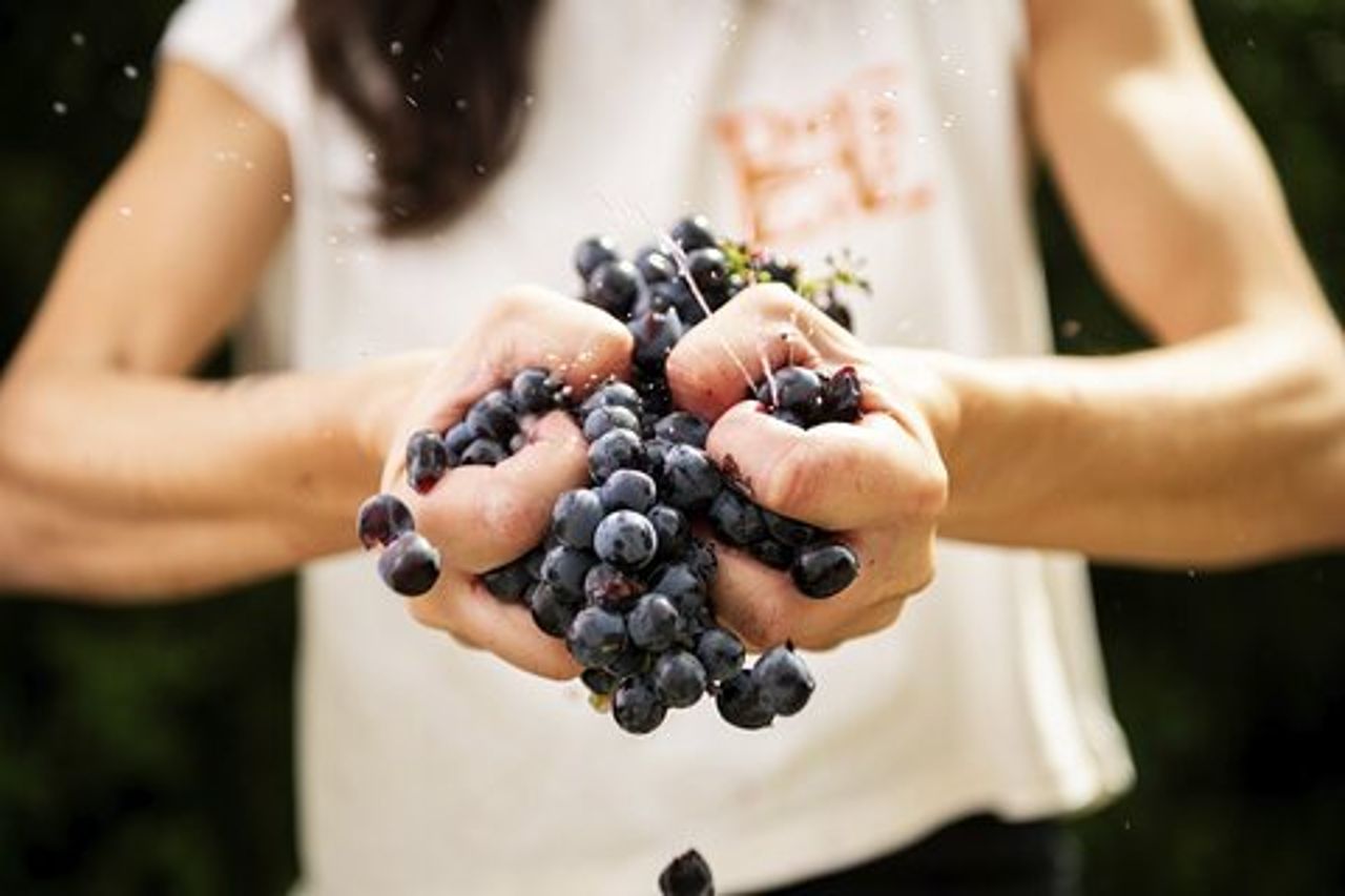 3-Ore Esperienza Enogastronomica Privata a Montalcino