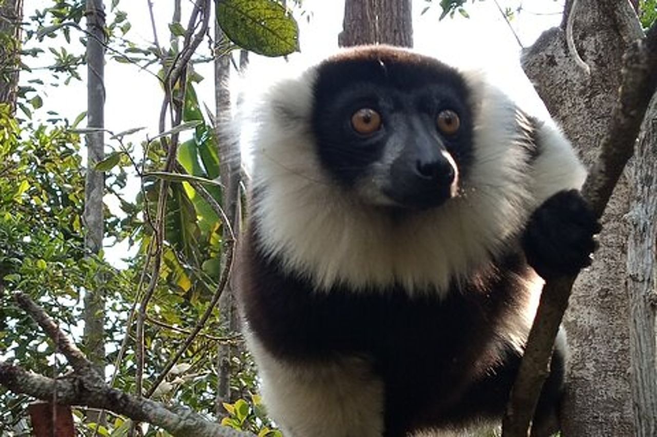 Tour privato di 3 giorni nel territorio dei lemuri ad Andasibe
