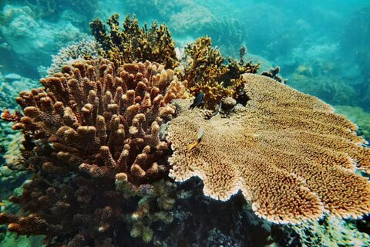 Tour di snorkeling a Nha Trang-Vuongland Travel
