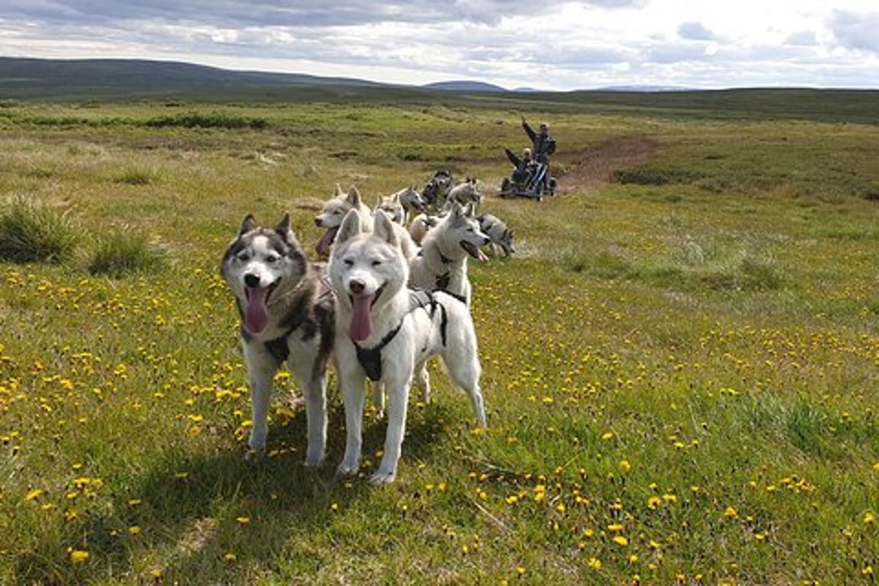 Esperienza di sleddog e mushing con il Siberian Husky in Islanda