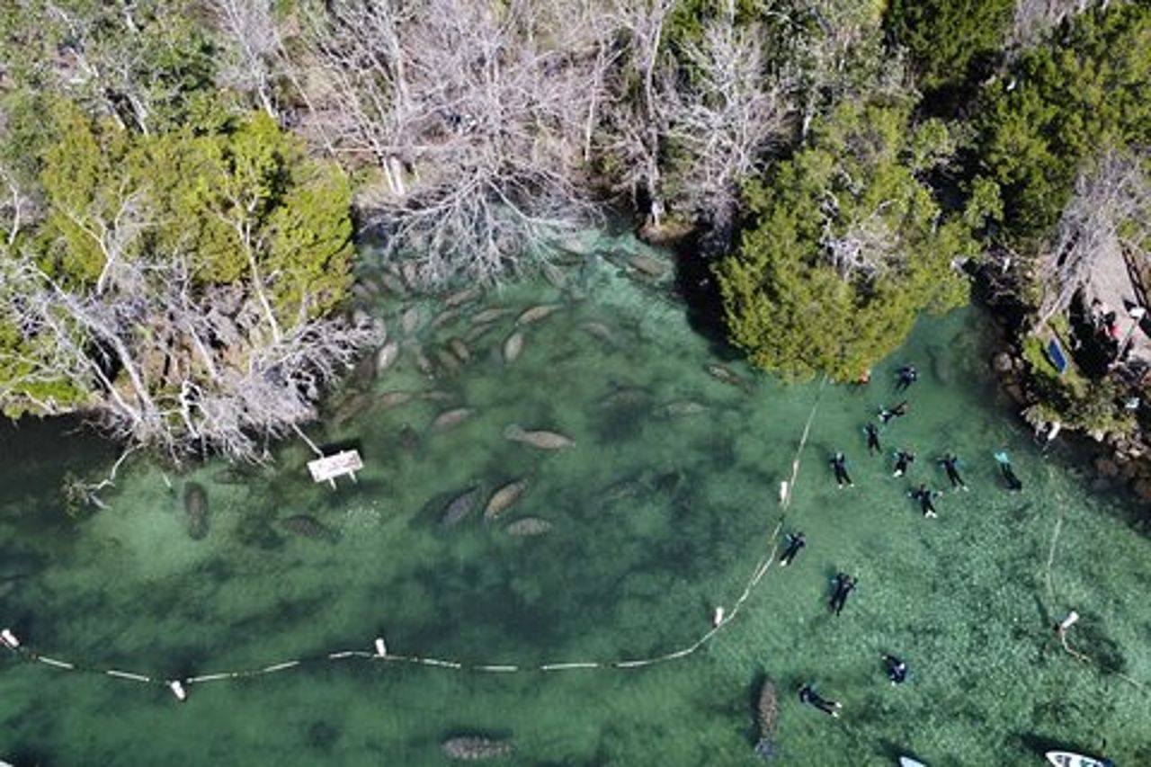 Tour di nuoto con lamantini di 3 ore in Florida
