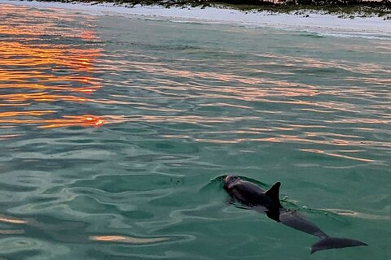 Tour guidato al tramonto ed ecologico non privato a Destin, FL