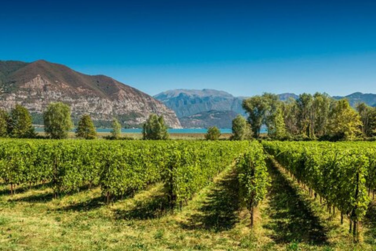 From Milan Full Day in Franciacorta 2 Wineries and Lunch
