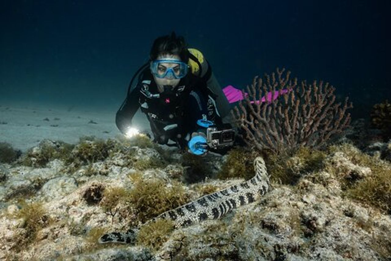 Immersioni subacquee private di un'intera giornata nell'isola di Espiritu Santo