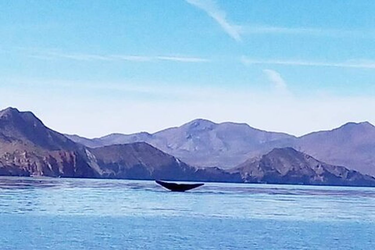 Osservazione delle balene blu a Loreto