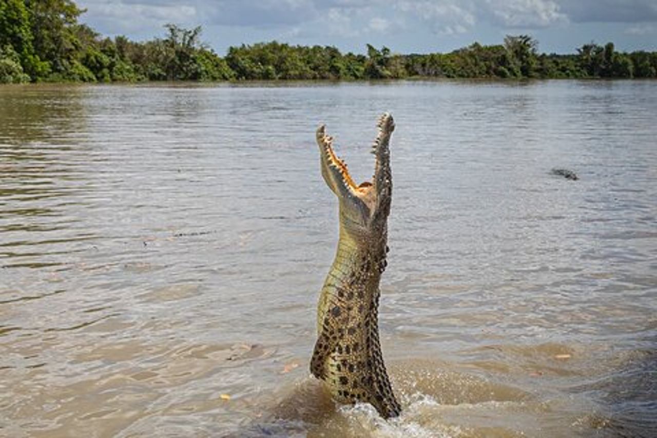 Crociere sul fiume Adelaide - Jumping Crocodile Experience