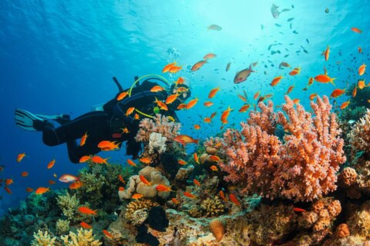 Immersioni subacquee certificate e per principianti da Pattaya