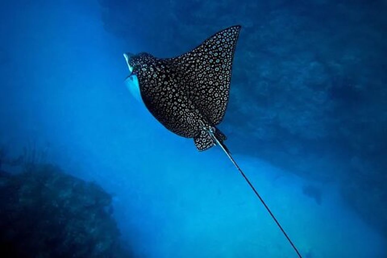 Un tour di aquile di mare e tartarughe: piccoli gruppi e fotografia inclusi