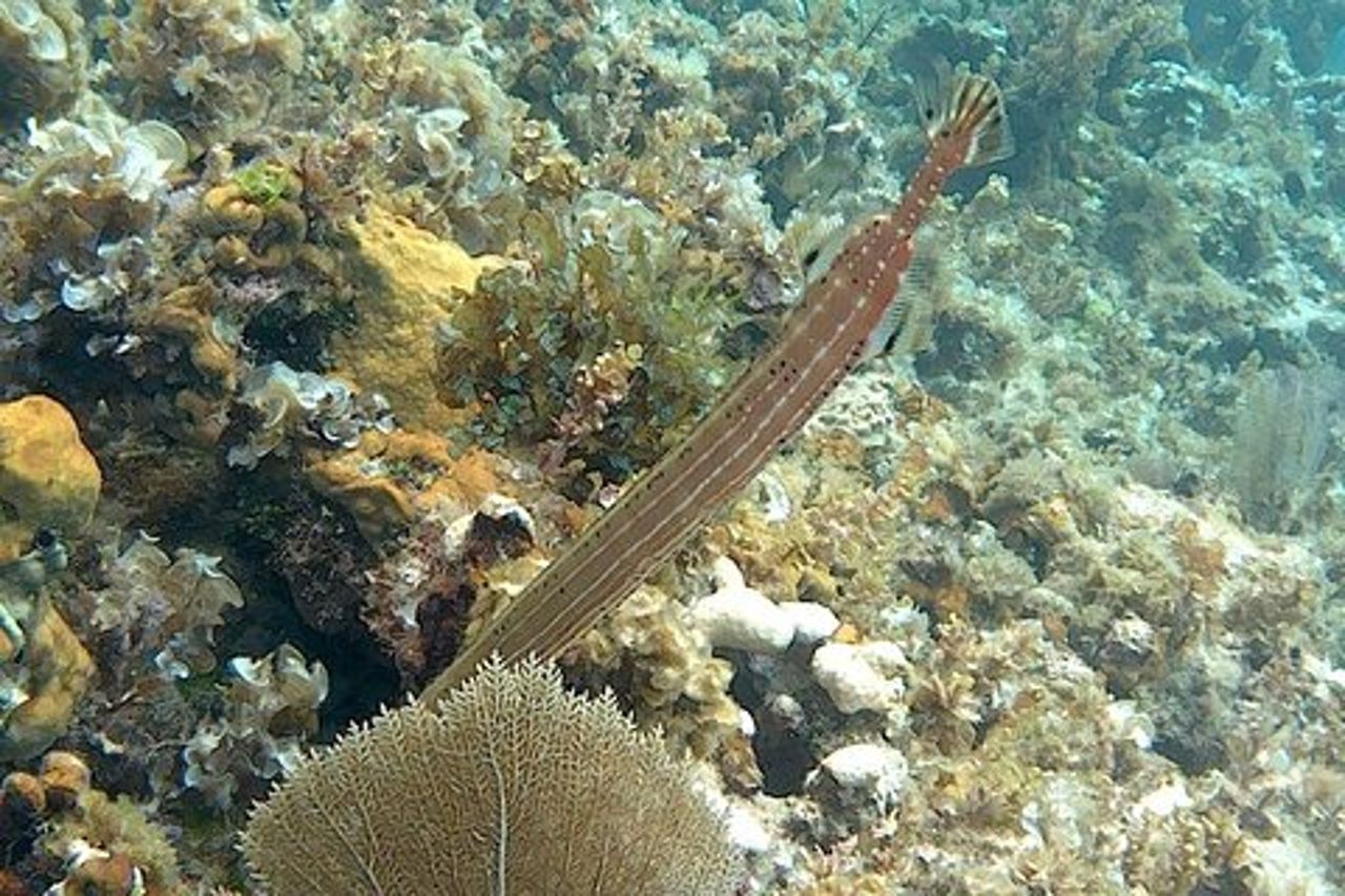 Incredibile Negril Guidato Snorkeling A Barriera, Ancora e Cannone