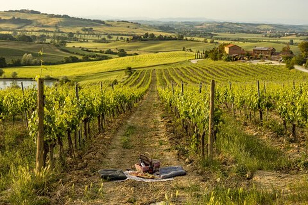 Picnic in vigna con Bottiglia di Brunello di Montalcino