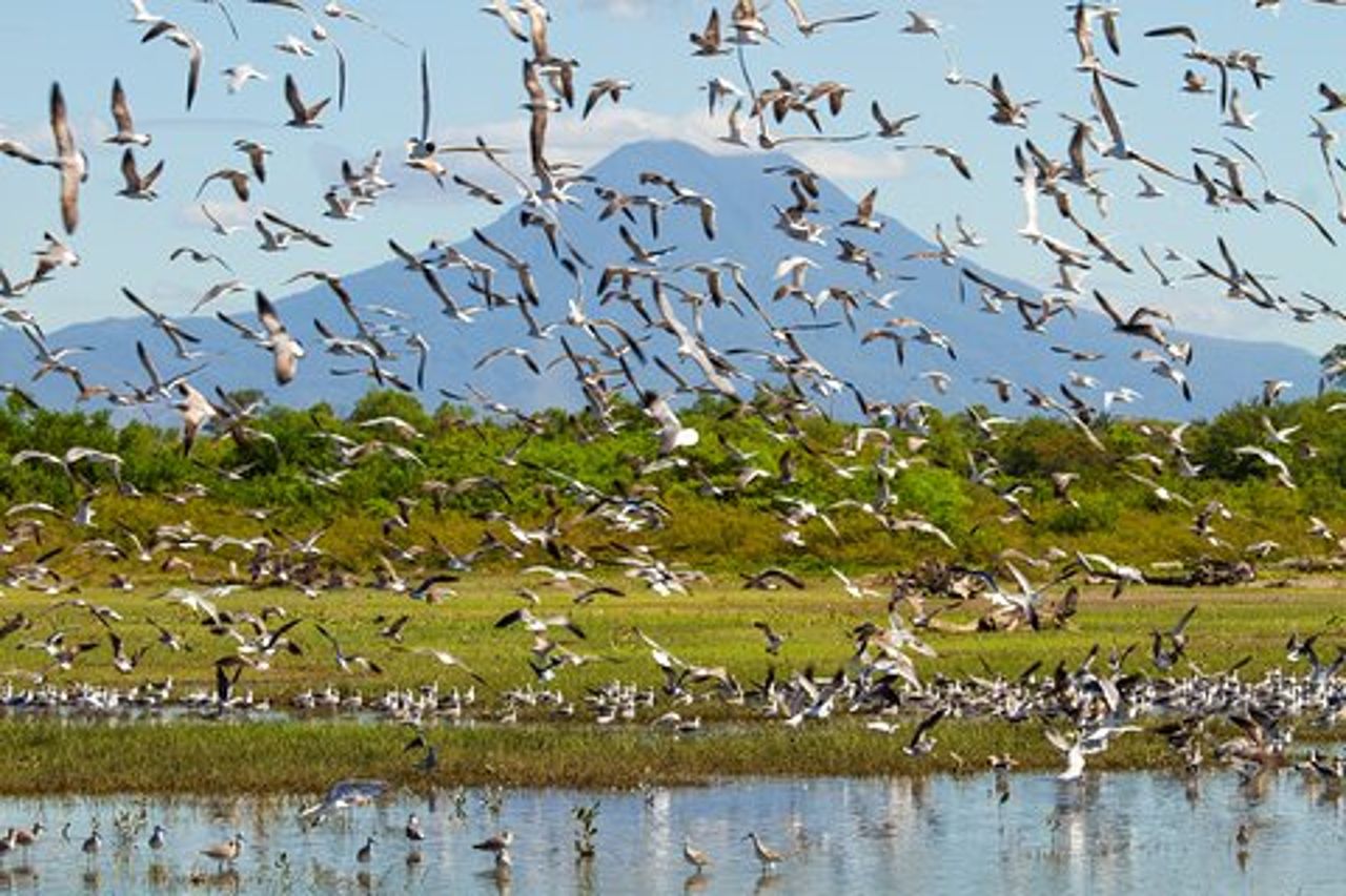 Tour di birdwatching in El Salvador con Guida Biologa Esperta