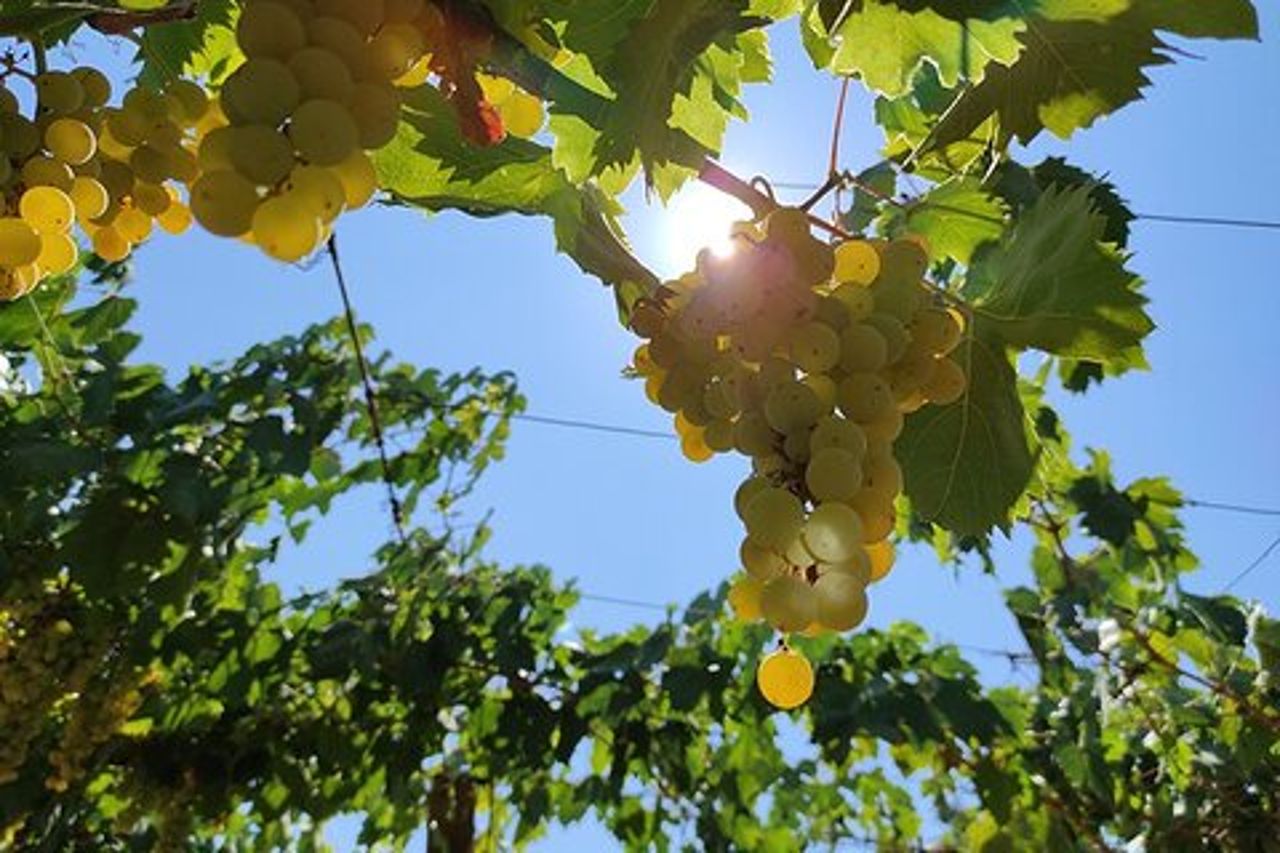 Tour privato del vino e castelli romani di Civitavecchia