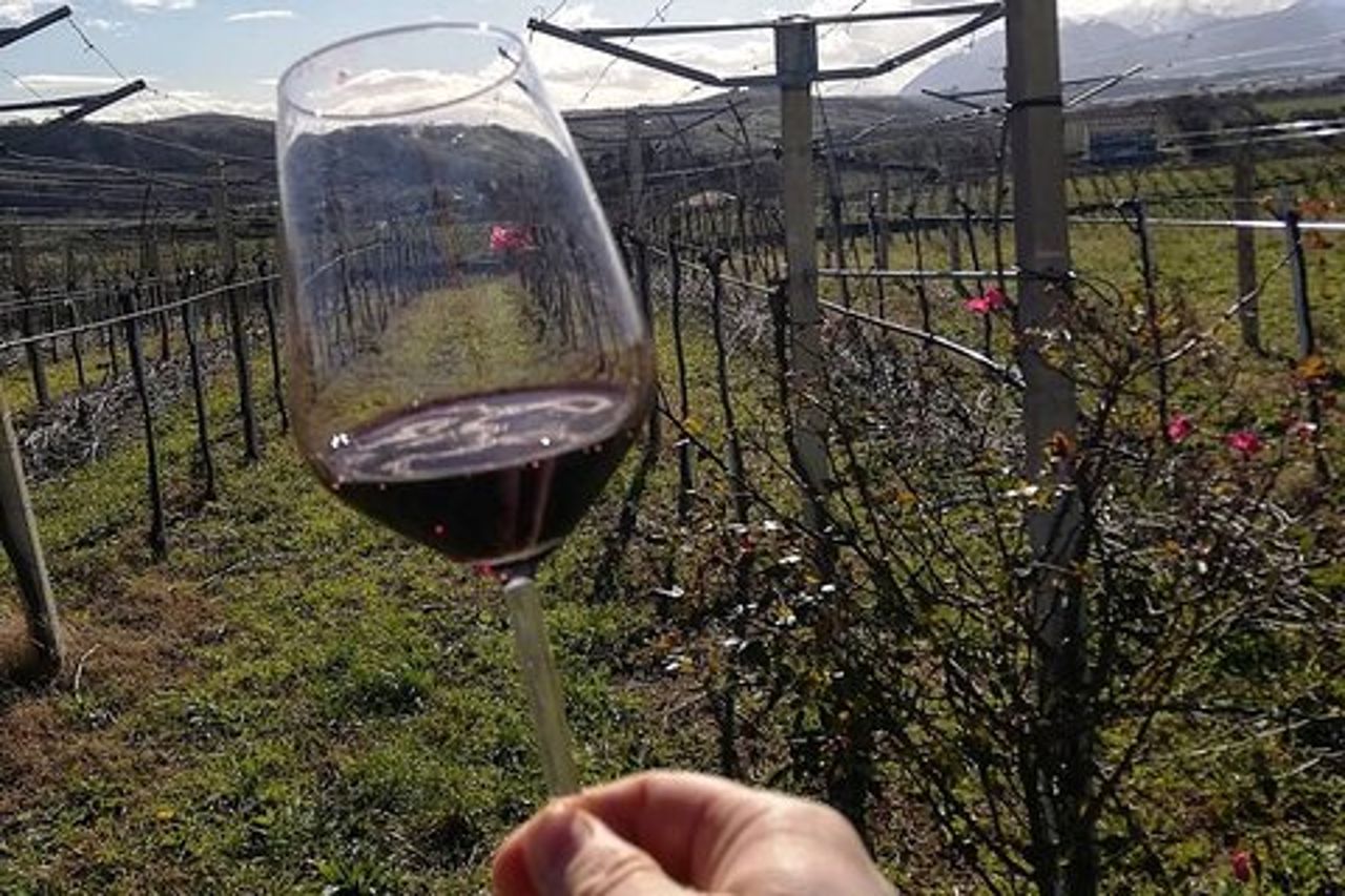 Tour e degustazione in cantina in Abruzzo