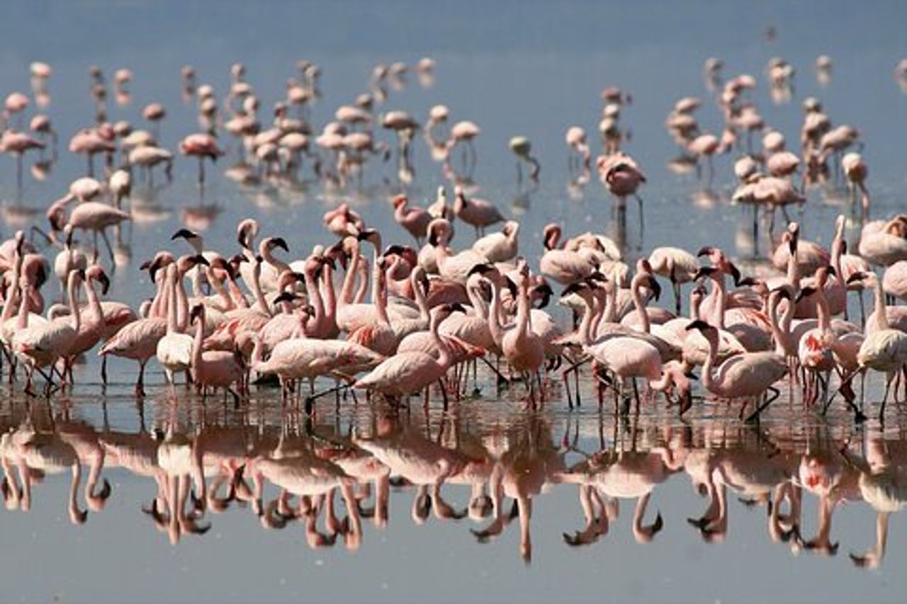 Tour di osservazione degli uccelli di un'intera giornata al Parco Nazionale del Lago Nakuru