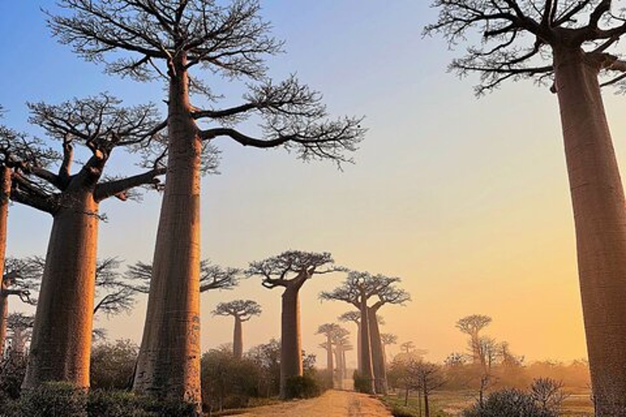Tour privato di 12 giorni in Madagascar