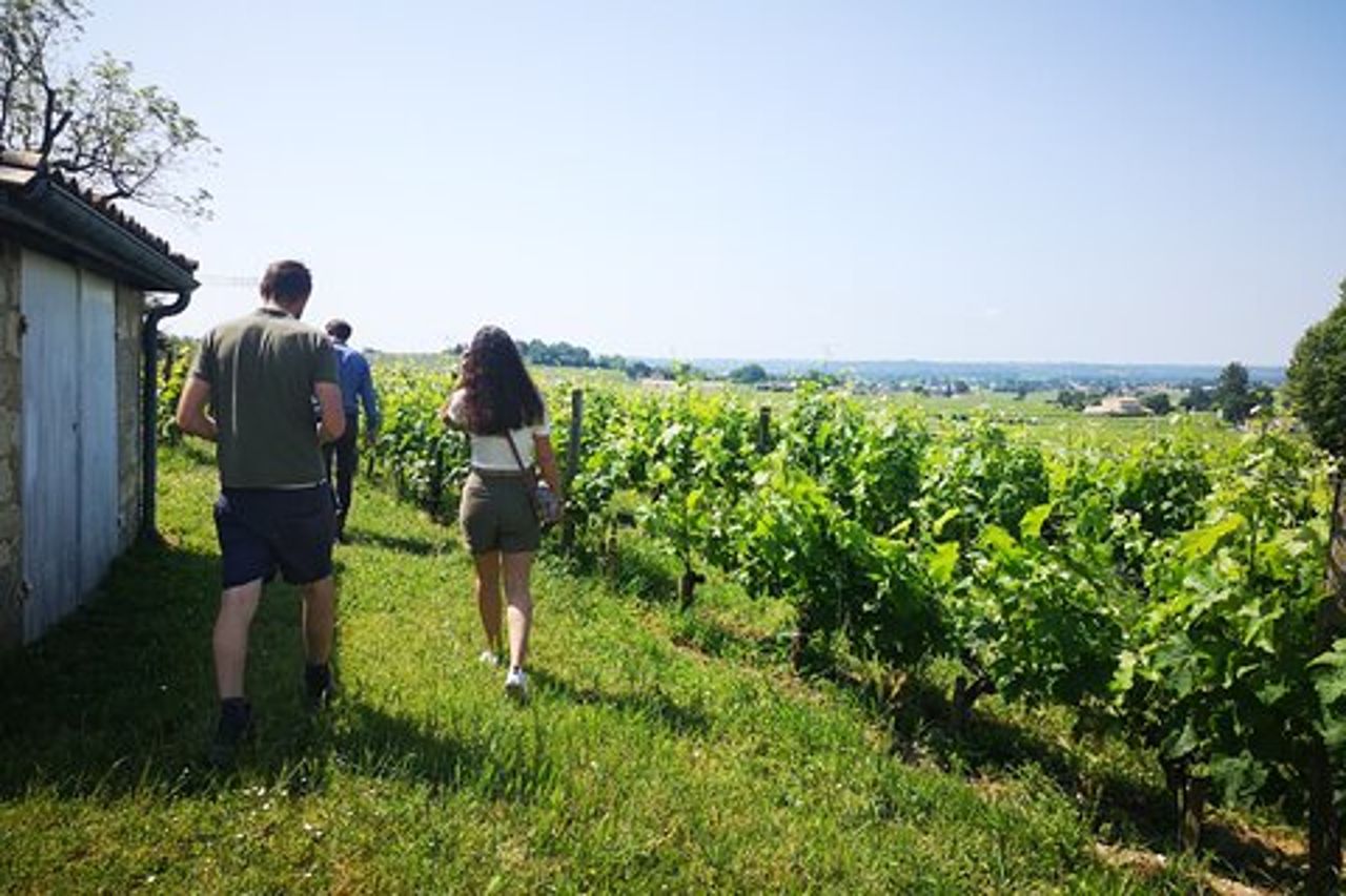 Tour privato del Vino di un giorno con partenza da Bordeaux
