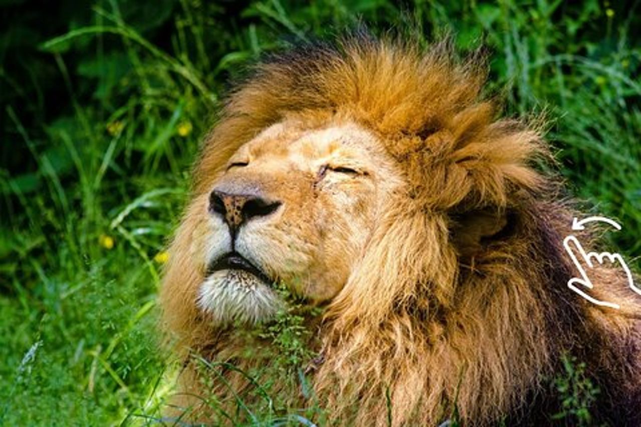 Cracovia: zoo con trasferimento in hotel