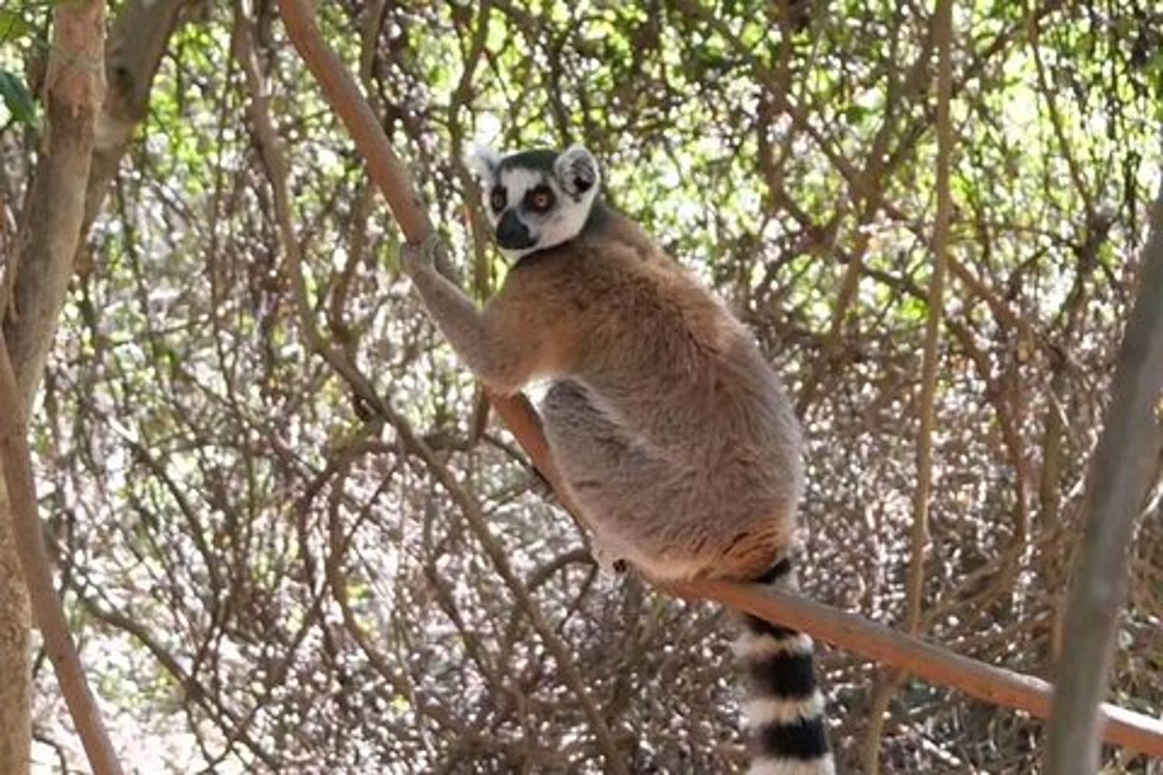 Antananarivo: Parco dei Lemuri e tour della città
