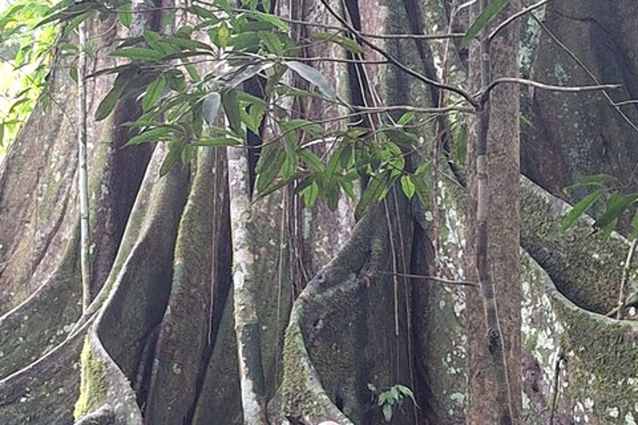 Amazon Paradise 3 giorni e 2 notti Ecolodge