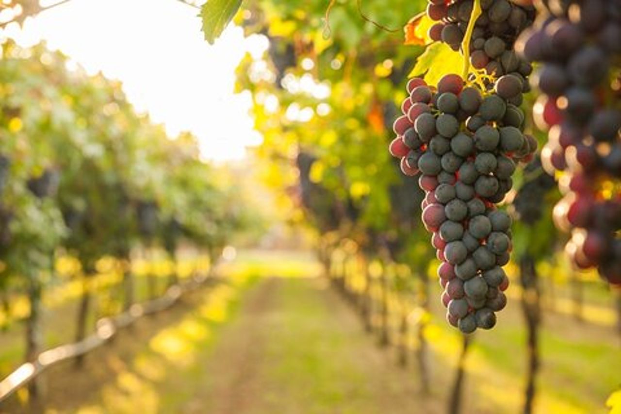 Delizie della Tuscia: escursione a Pitigliano ed esperienza di degustazione di vini