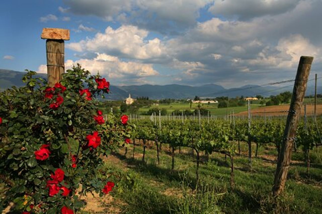 Visita guidata alla cantina e degustazione privata a Montefalco
