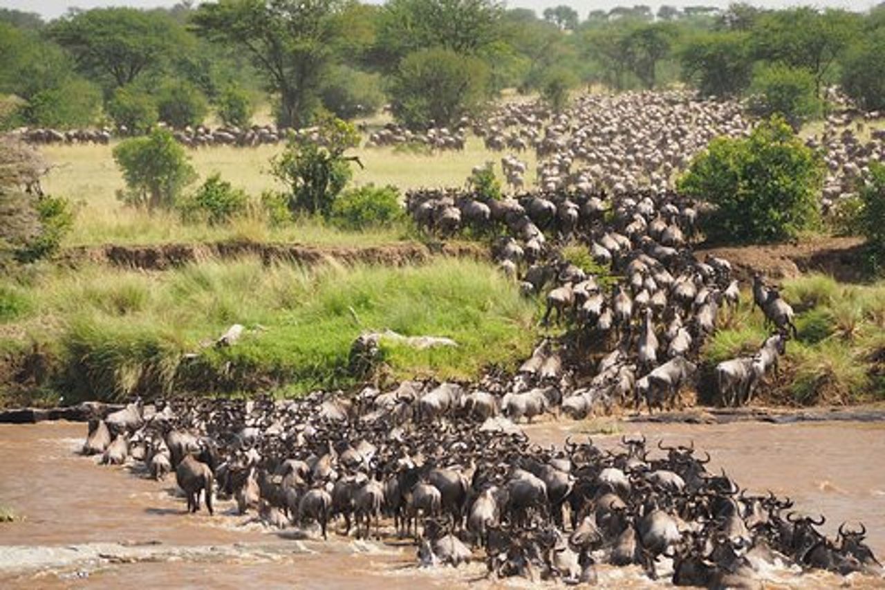 Spettacolare migrazione di 8 giorni nel Serengeti a metà della gamma Safari in Tanzania