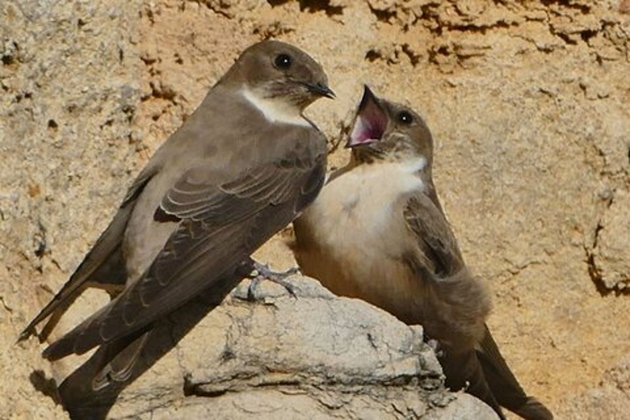 Ronda Natura e Scenic Tour a piedi privato