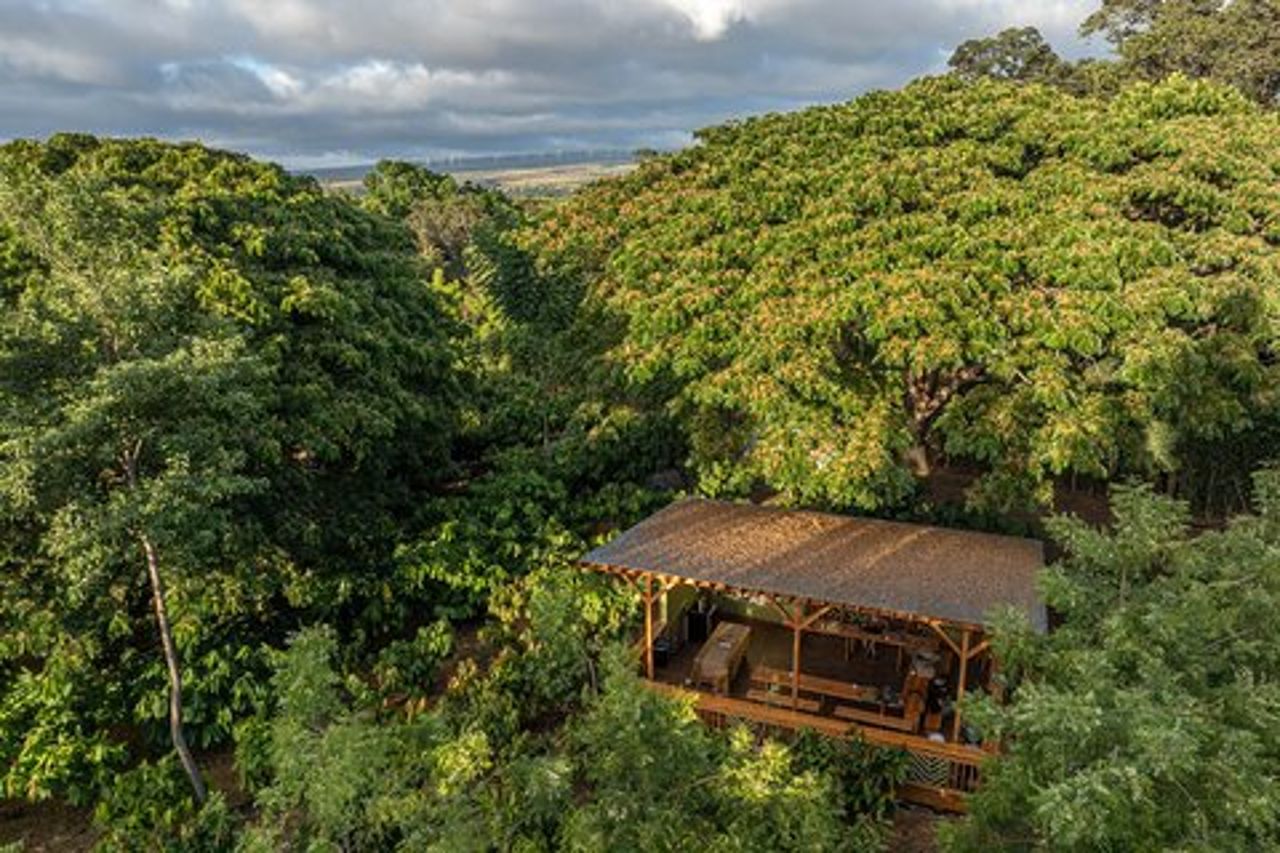 Tour del frutteto di cacao di Kamananui