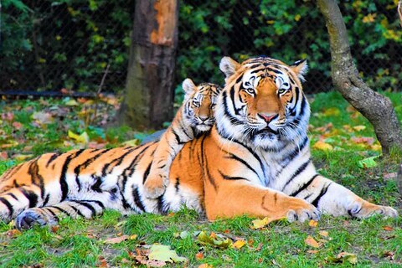 5 giorni Triangolo d'oro con Ranthambore Wildlife
