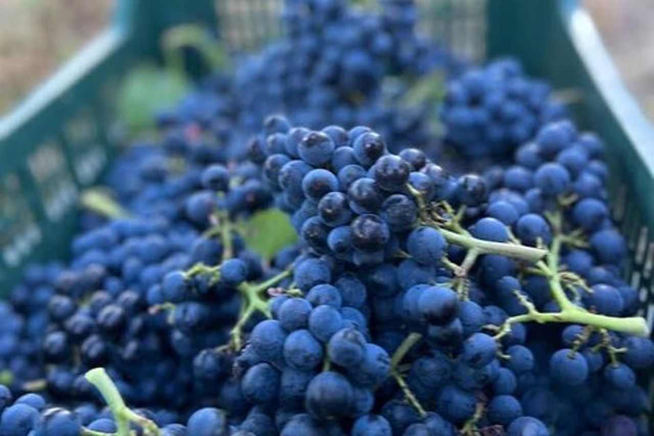 Scopri i Vini Italiani alla Tenuta La Viola con 6 Degustazioni