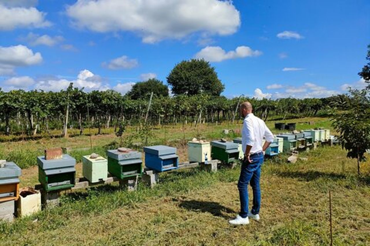 Tour dell'apicoltura ed esperienza di degustazione a Lazise