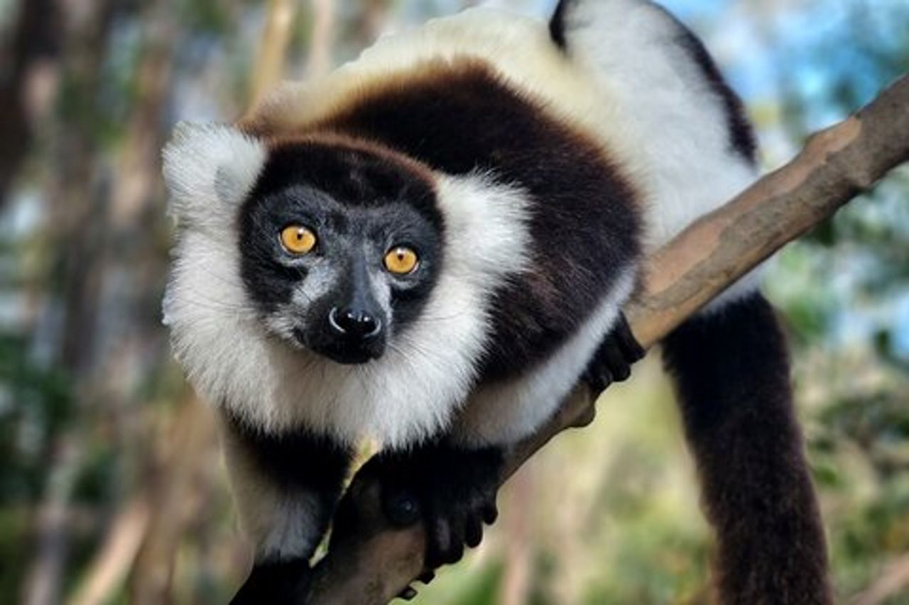 Visita di 3 giorni del Parco Nazionale di Andasibe in Madagascar