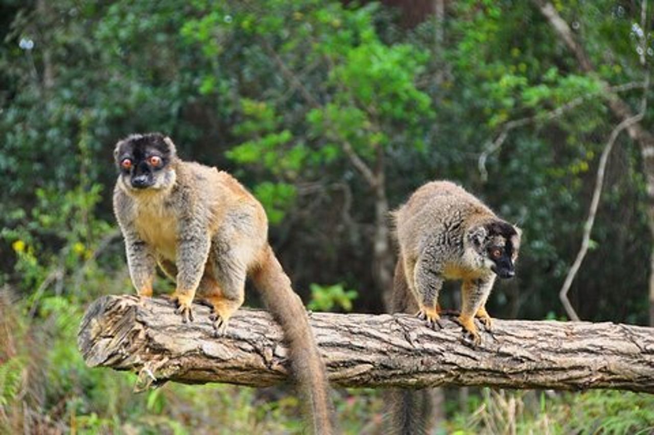 4 - Tour di un giorno dei lemuri Aye-Aye ad Andasibe e alla Riserva del Palmarium