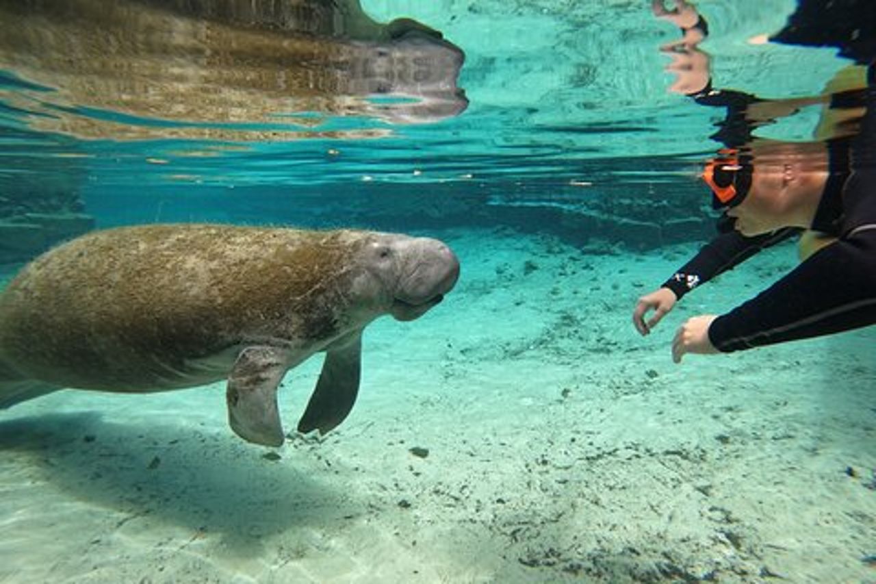 Tour di nuoto classico del lamantino di Crystal River con foto gratuite
