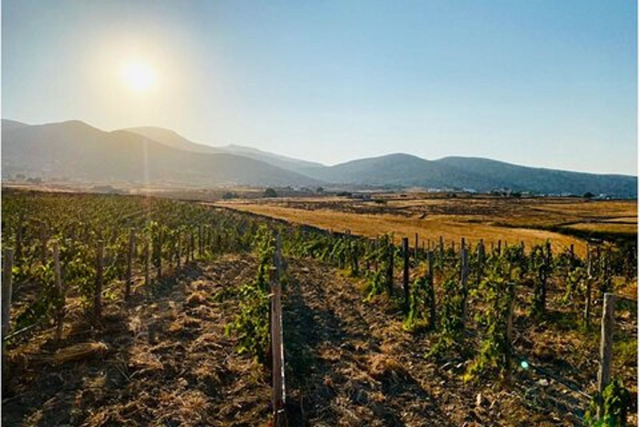 Degustazione di vino a Paros in una cantina locale