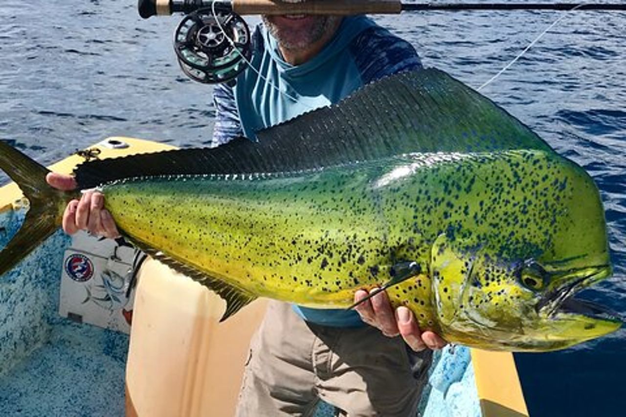 Baja Fishing Dream Pesce Gallo Dorado Marlin Tonno a coda gialla