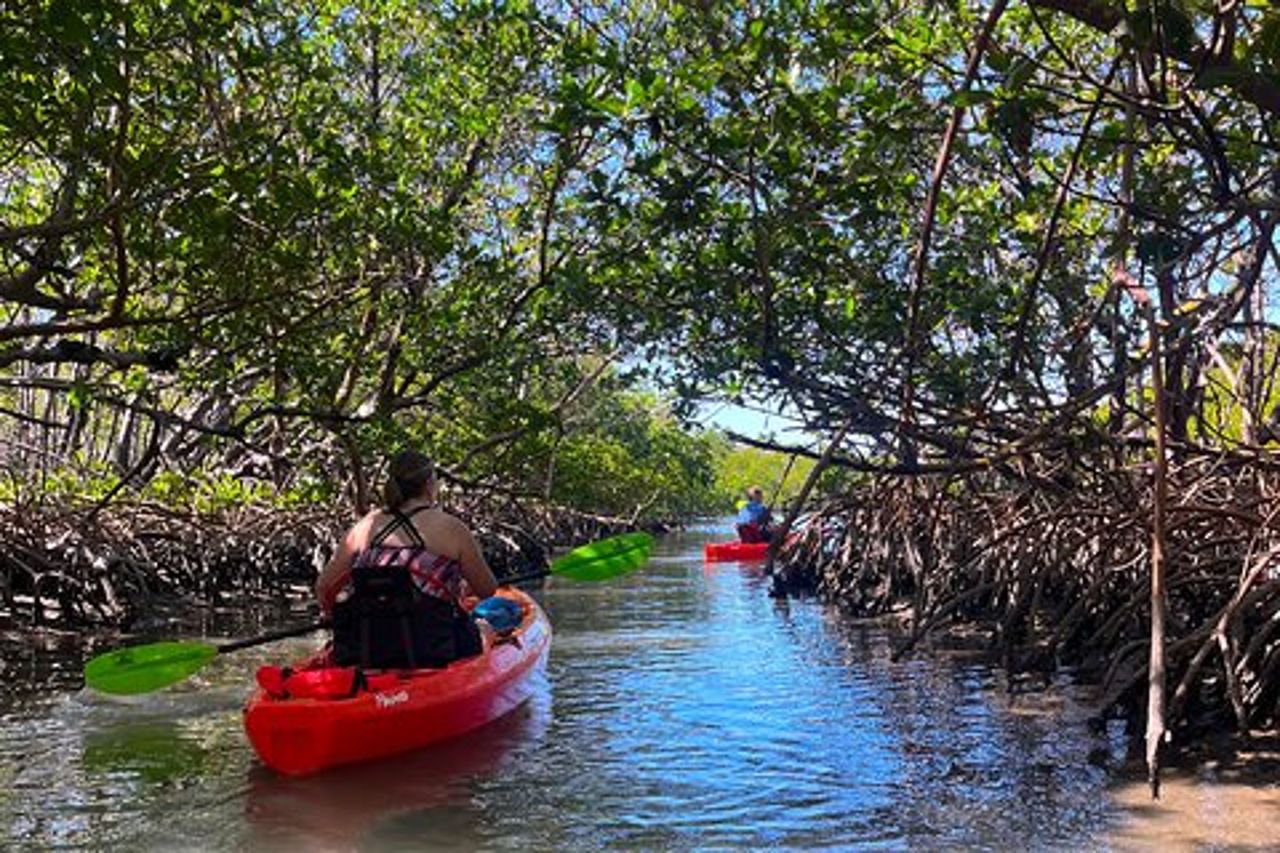 Bonita Springs Eco Kayak Tour – Migliore attrezzatura, Premium & Clear Kayak