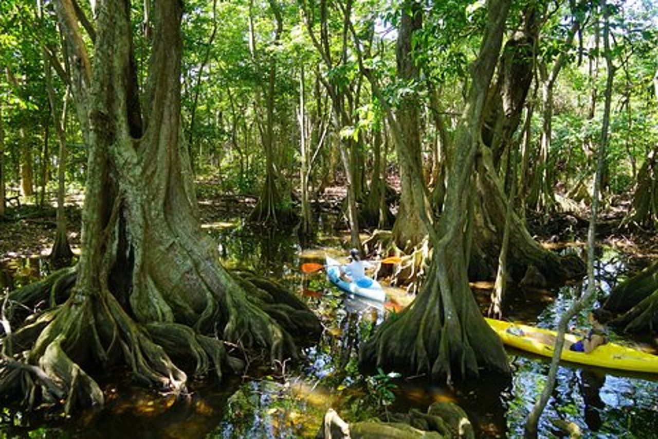 Tour guidato in kayak dell'Étang Mitan e della sua palude di mangrovie