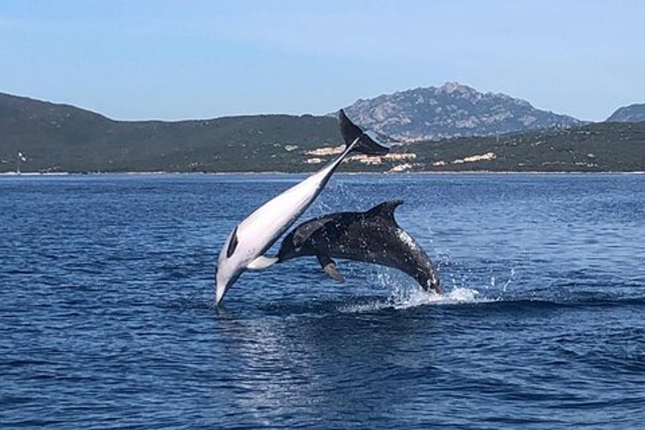Tour in Barca con avvistamento Delfini da Olbia