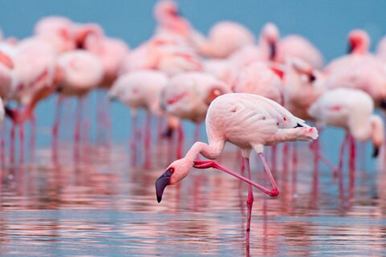 Birdwatching alle Saline Maria Stella di Trapani