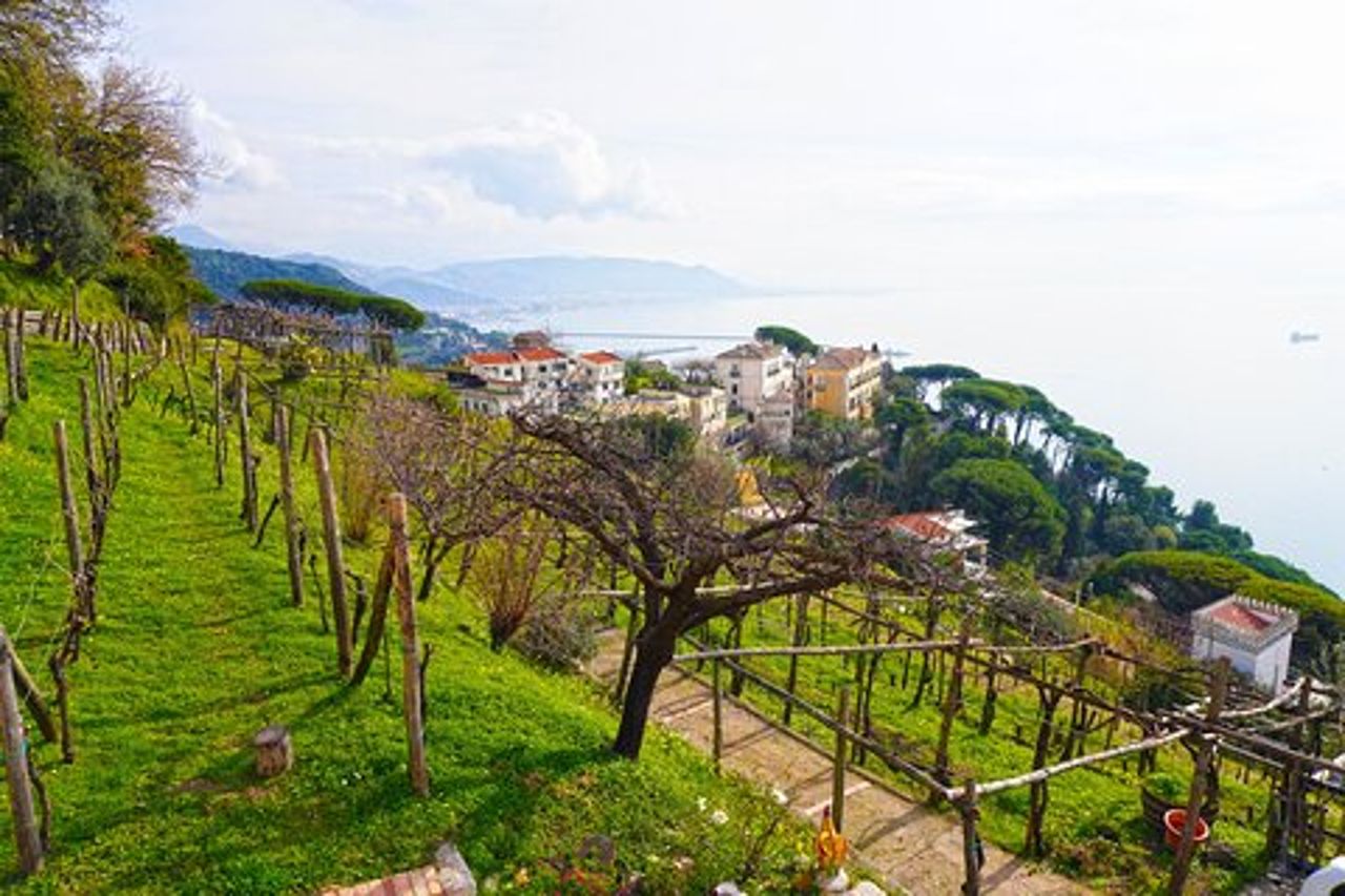 Tour Vino nel Cilento con sommelier professionista
