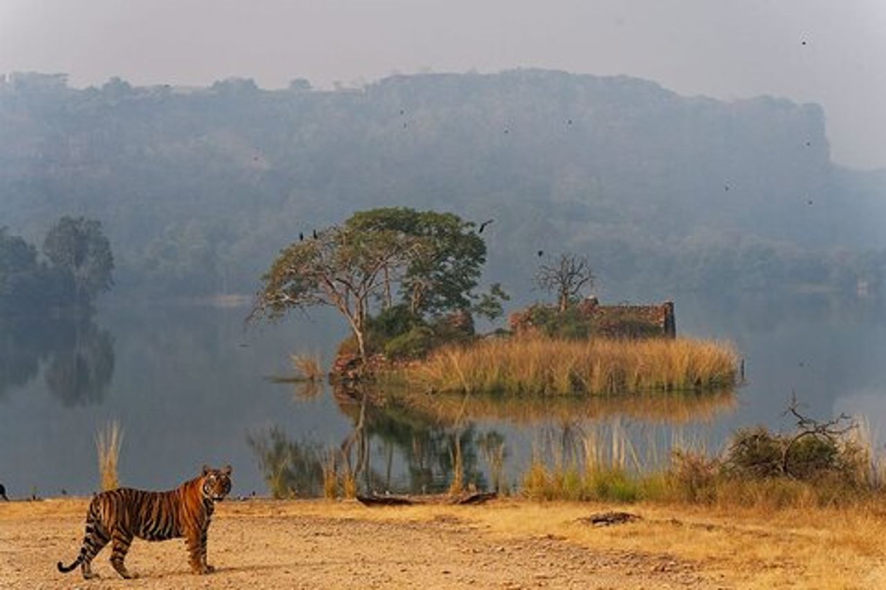 Safari nel Parco Nazionale di Ranthambore con Guida (Zingaro e Canter)