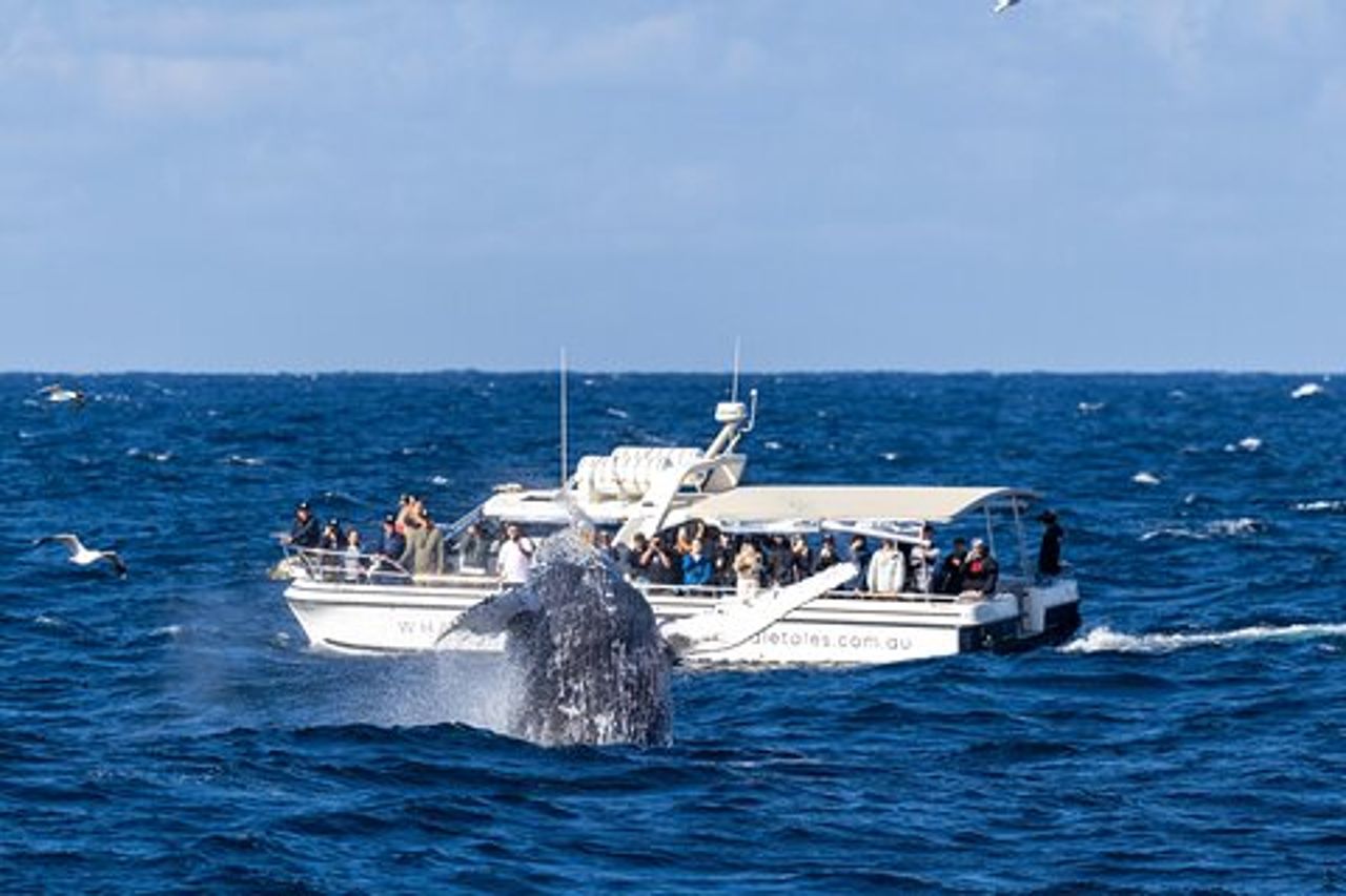 Gita in barca per l'osservazione delle balene a Sydney