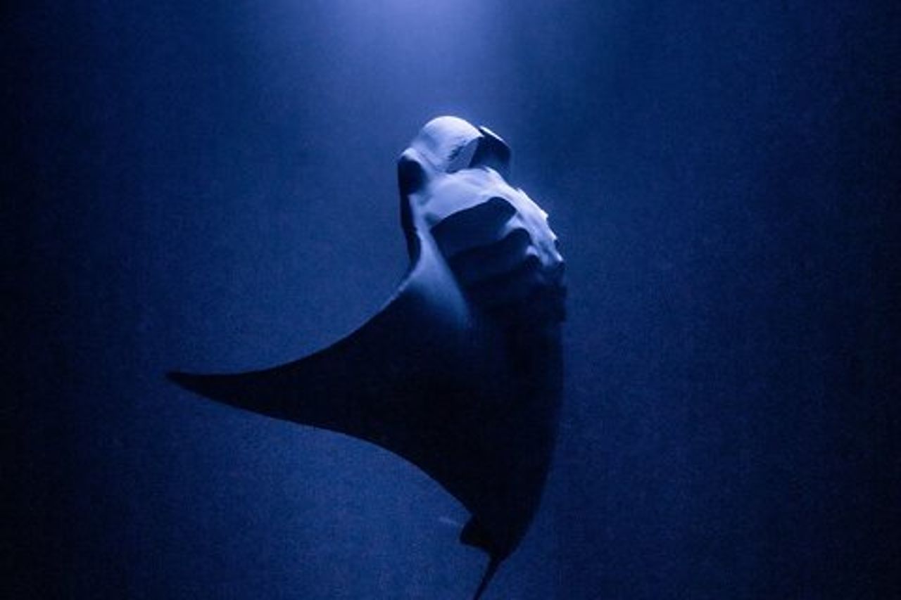Immersione notturna e snorkeling con una sola bombola con Manta