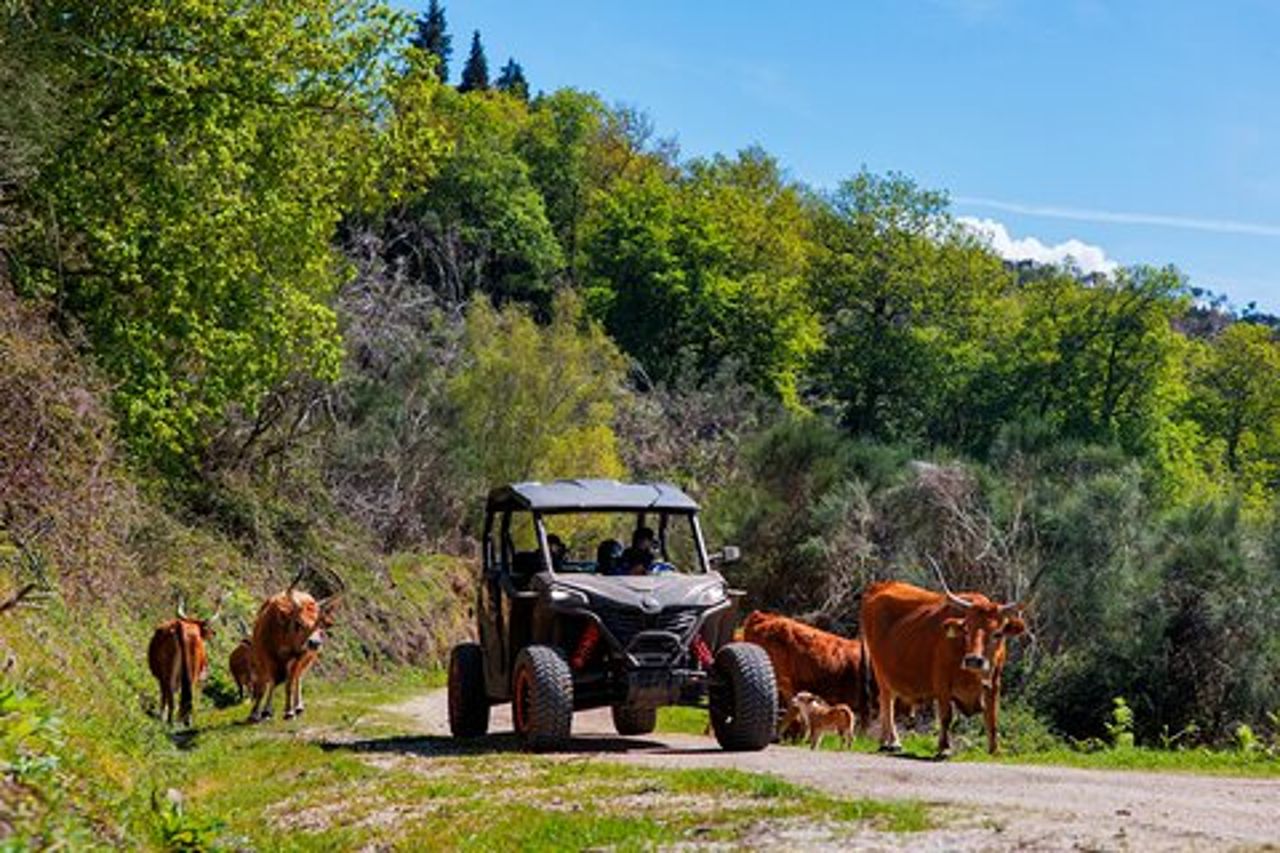 Tour in buggy di 1 ora • (il prezzo è per veicolo)