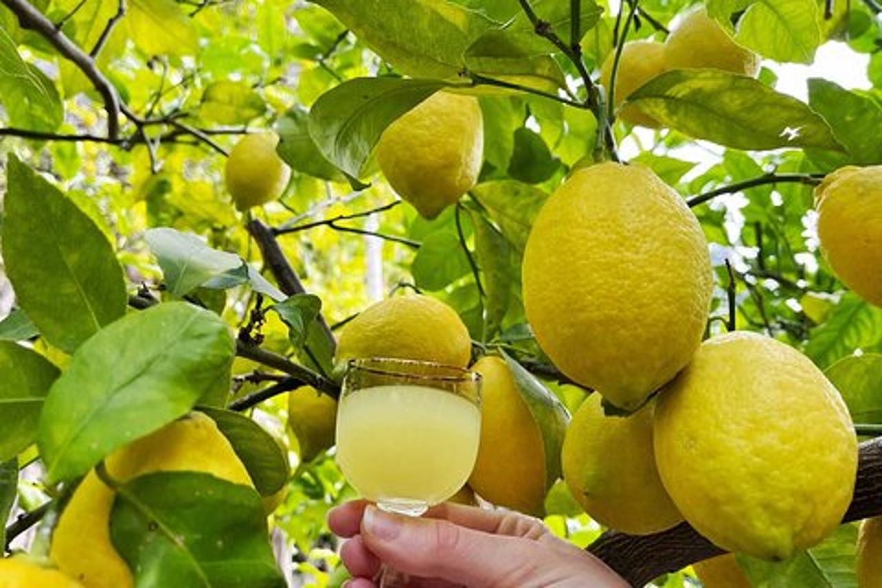 Autentico tour del limone di Amalfi e degustazione nel giardino storico