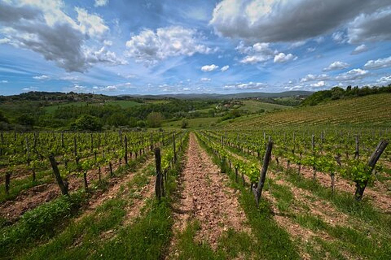 Siena : un tour del vino e un'esperienza di degustazione